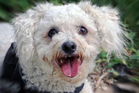 比熊犬，比熊犬，狗，头，肖像，宠物