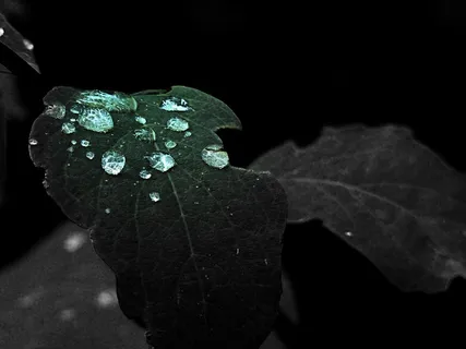 绿色,叶子,雨滴,清晨,宏 绿色,叶子,雨滴,清晨,宏