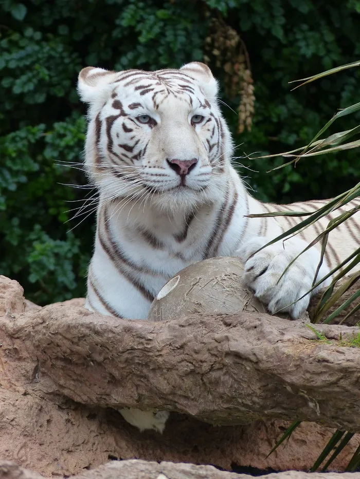 白孟加拉虎，注意，观看，时态，危险
