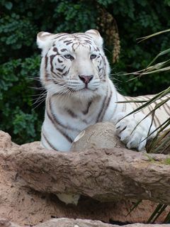 白孟加拉虎，注意，观看，时态，危险