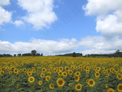 向日葵，场，盛开，农业，天空，云