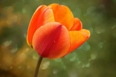 郁金香,花,开花,橙红色,Schnittblume 郁金香,花,开花,橙红色,Schnittblume
