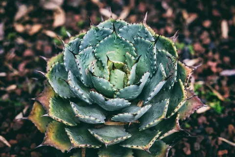 肉质,植物,绿色,植物,植物群,园艺 肉质,植物,绿色,植物,植物群,园艺