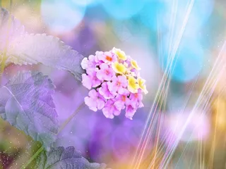 花，马Lan丹，开花，招标，散景