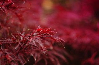 叶子，红色，枫，猩红色，秋季，秋天，季节