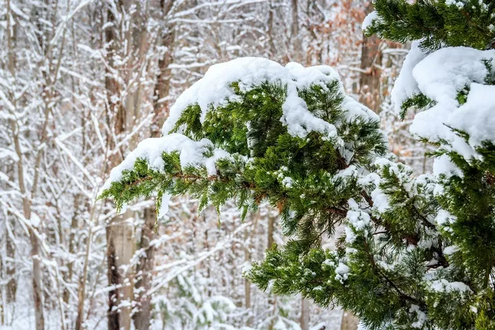 冬天，红雪松，下雪，杜松