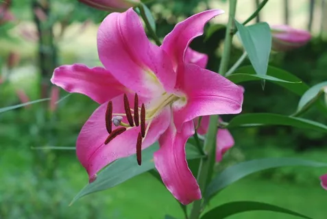 百合,粉红色,花,性质,植物,盛开,开花 百合,粉红色,花,性质,植物,盛开,开花