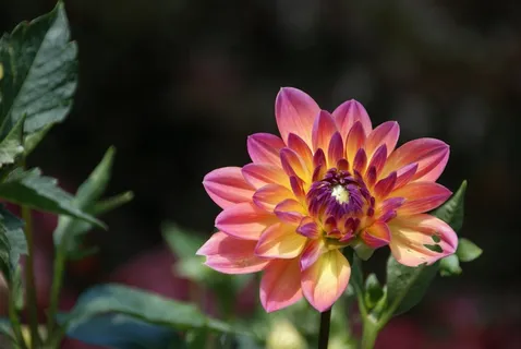 大丽花,开花,性质,花,盛开,花瓣,花园 大丽花,开花,性质,花,盛开,花瓣,花园