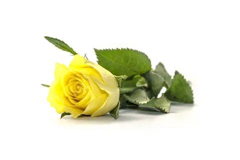 黄玫瑰,黄色玫瑰,玫瑰花,玫瑰,仿真花卉,黄玫瑰 黄玫瑰,黄色玫瑰,玫瑰花,玫瑰,仿真花卉,黄玫瑰