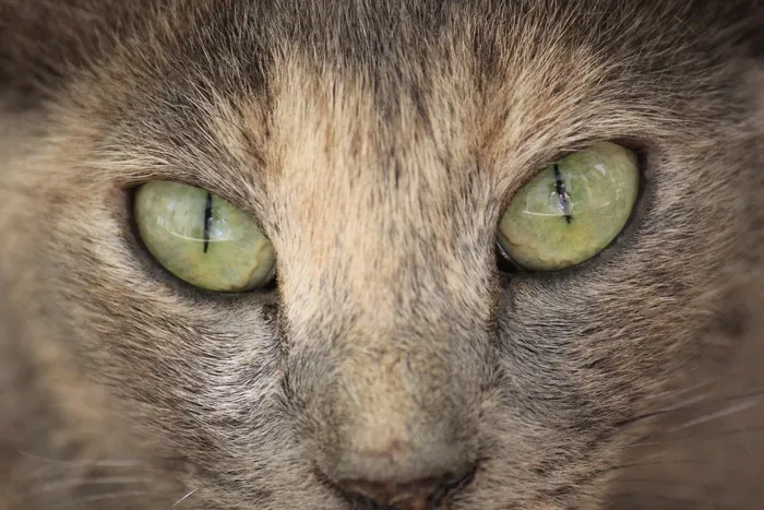 猫，眼睛，关闭，可爱