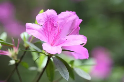 花,红色,西姆斯杜鹃花,春天,植物,性质,成长 花,红色,西姆斯杜鹃花,春天,植物,性质,成长