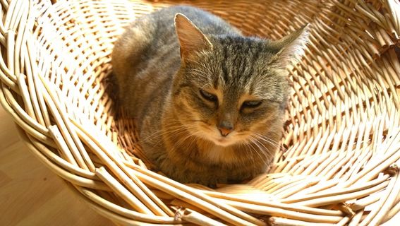 猫，小猫，放松，家猫，动物，宠物，阿迪达斯