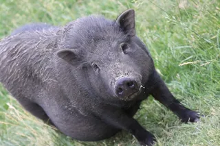 猪，猪，猪，仔猪，母猪，牲畜，哺乳动物，公猪