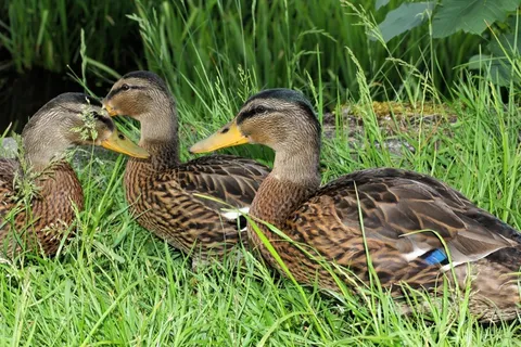 鸭子,鸭,雄性,年轻的动物,多彩,好奇 鸭子,鸭,雄性,年轻的动物,多彩,好奇