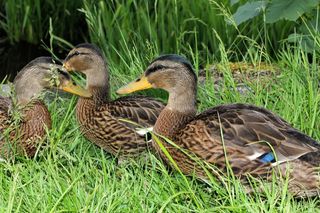 鸭子，鸭，雄性，年轻的动物，多彩，好奇