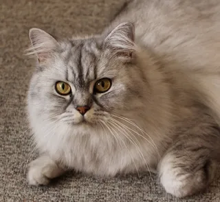 猫，肖像，猫脸，宠物，面对猫，关闭，视图