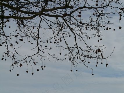 种子，树，飞机，水果，路，树枝