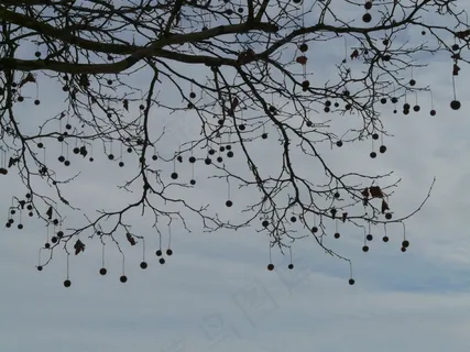种子，树，飞机，水果，路，树枝