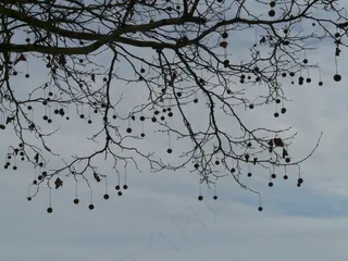 种子，树，飞机，水果，路，树枝
