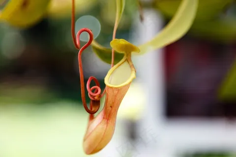 猪笼草,植物园,花园,性质,花,春天 猪笼草,植物园,花园,性质,花,春天
