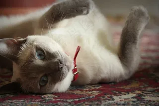 猫，动物，家养，宠物，可爱的动物，可爱的猫咪