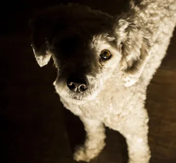 狗,宠物,小狗,朋友,肖像,贵宾犬,看看 狗,宠物,小狗,朋友,肖像,贵宾犬,看看