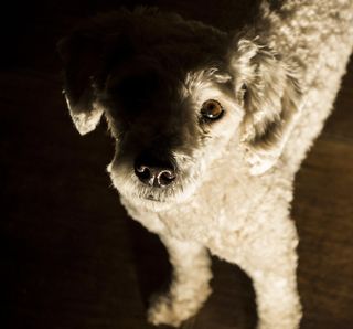 狗，宠物，小狗，朋友，肖像，贵宾犬，看看