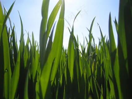 草,背光,植物群 草,背光,植物群