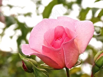 玫瑰,鲜花盛开,粉红色,芽,植物,性质,颜色 玫瑰,鲜花盛开,粉红色,芽,植物,性质,颜色