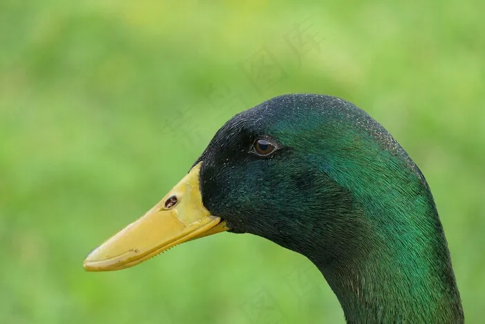 鸭，德雷克，比尔，羽毛，鸟，动物，鸭鸟