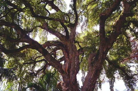 橡树，树，植物园，佛罗伦萨