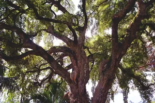 橡树，树，植物园，佛罗伦萨