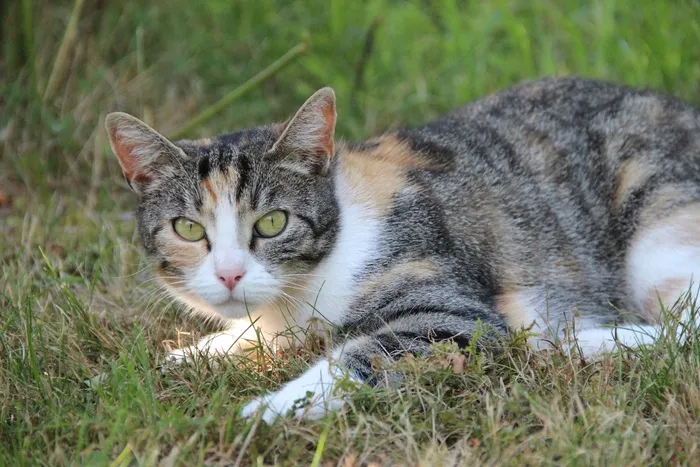 猫，动物，家猫，动物世界，阿迪达斯