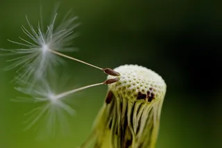 蒲公英，种子，飞，植物，关闭，自然