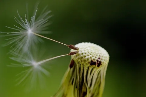蒲公英,种子,飞,植物,关闭,自然 蒲公英,种子,飞,植物,关闭,自然
