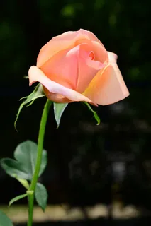 玫瑰,花,开花,花的,浪漫,装饰 玫瑰,花,开花,花的,浪漫,装饰