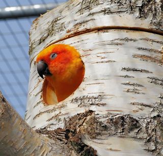 鹦鹉，鸟，多彩，全身羽毛，动物，红色，颜色