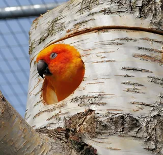 鹦鹉，鸟，多彩，全身羽毛，动物，红色，颜色