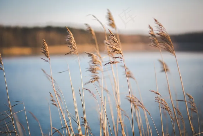 芦花,芦苇,麦田,小麦,芦苇丛,湖附近的干草