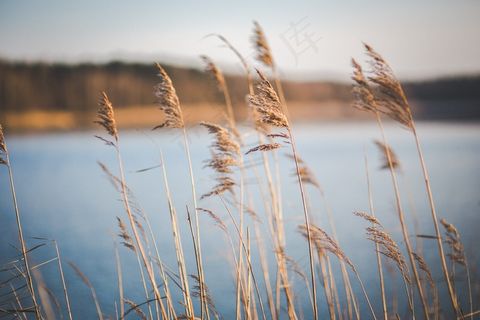芦花,芦苇,麦田,小麦,芦苇丛,湖附近的干草