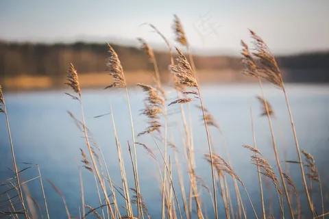 芦花,芦苇,麦田,小麦,芦苇丛,湖附近的干草