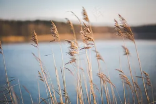 芦花,芦苇,麦田,小麦,芦苇丛,湖附近的干草