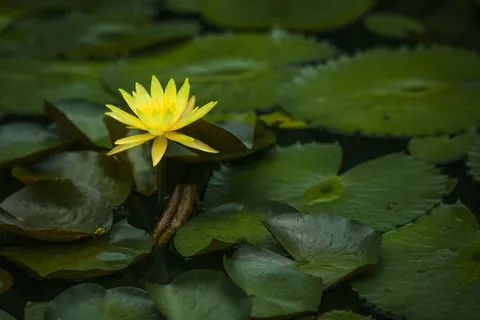 睡莲,场面,花卉,池塘,花瓣,盛开,黄色 睡莲,场面,花卉,池塘,花瓣,盛开,黄色