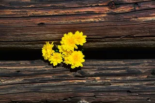 菊花，黄色，木材