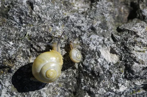 蜗牛,爬行,Steinig,黄色,薄壳,慢慢地,软体动物 蜗牛,爬行,Steinig,黄色,薄壳,慢慢地,软体动物