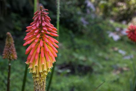 Kniphofia，Fire Poker Flower，Tritoma，Red Hot Poker