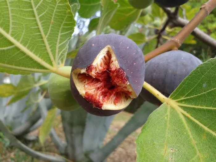 无花果，水果，真正的ward夫，无花果树，水果，成熟，开放