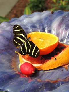 橙色,蝴蝶,昆虫,翼,野生动物,Bug,明亮 橙色,蝴蝶,昆虫,翼,野生动物,Bug,明亮