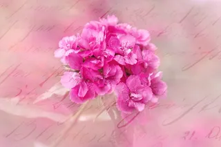 康乃馨，开花，花，粉红色，贺卡