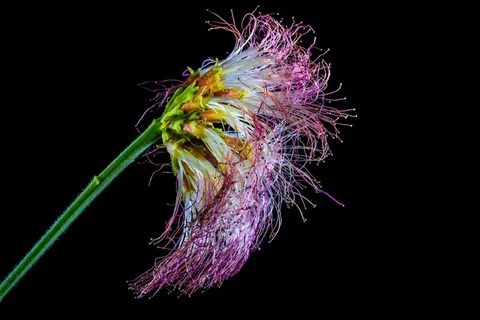 Schamscha花，开花，开花，有毛